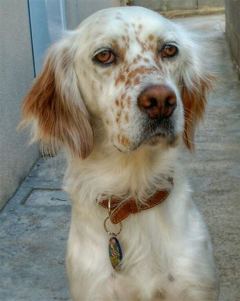 Pin By Mel On Setters English Setter Dogs Setter Dogs English Setter