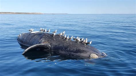 Ya Son 15 Las Ballenas Muertas En Península De Valdés Y El Gobierno De Chubut Intervino En La