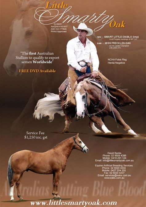 Stallion Ad Show Horses Work Horses Aqha Stallion