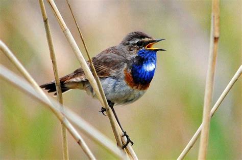 14 Migratory Birds That Brighten India Every Year Homegrown