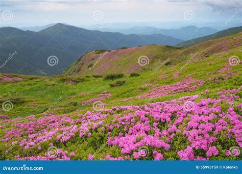 Rhododendron Flowers On The Slopes Of The Mountains In The Morning