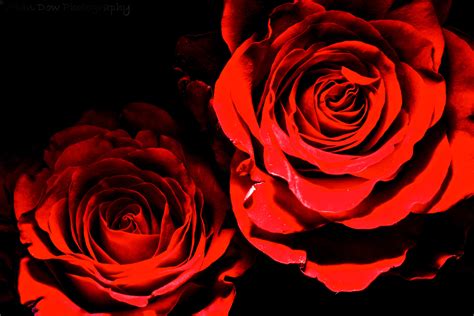 Deep Red Roses Wallpapers Hd Desktop And Mobile Backgrounds