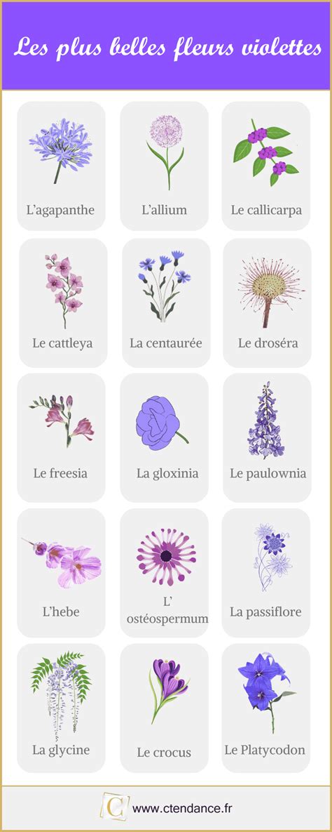 Fleur Violette Les 30 Plus Belles Variétés Pour Votre Jardin