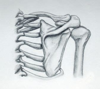 Shoulder Bones Drawing