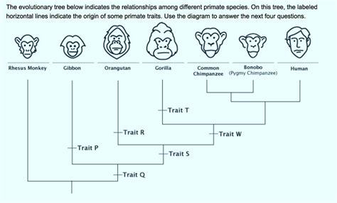 Primate Phylogenetic Tree