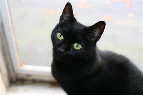 Imiona dla czarnych kotów 2023