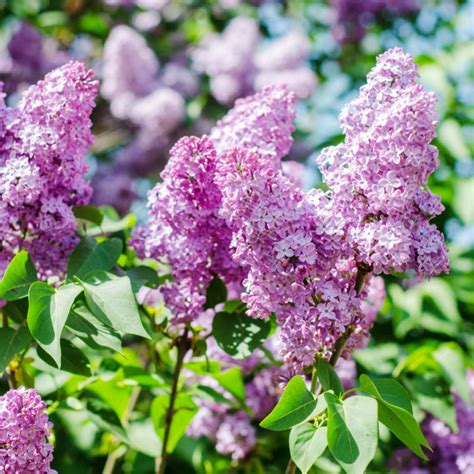 Purple Lilac Tree