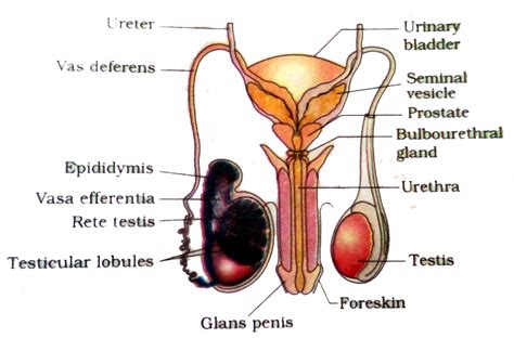 Элементы, изображённые на этом файле. Male Reproductive System Diagram Unlabeled - ClipArt Best