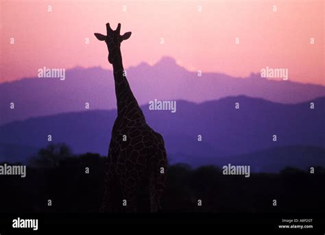 Reticulated Giraffe Meru National Park Kenya Stock Photo Alamy