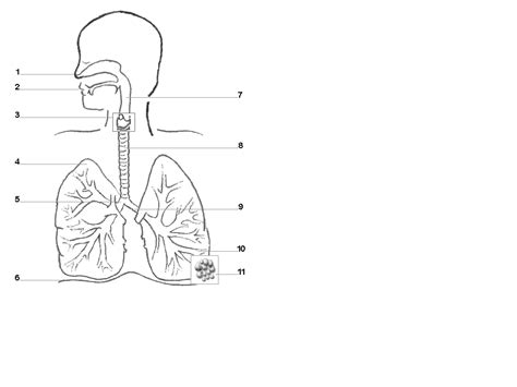 Respiratory System Diagram Without Labels