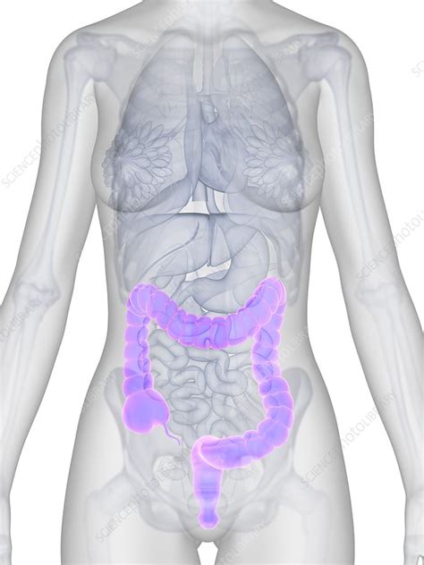 Human Intestine Illustration Stock Image F0108979 Science Photo Library