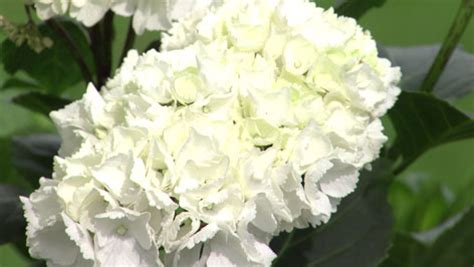 Hortensien blickfang boden garten hydrangea macrophylla. Hortensien in rosa, weiß und blau - ORF Salzburg - Fernsehen