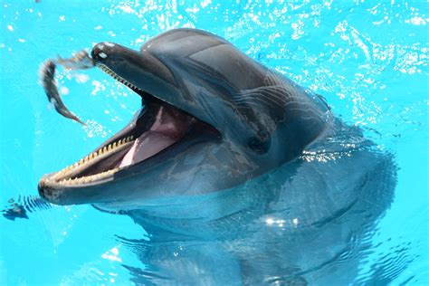 Free Images Underwater Show Marine Life Mammals Vertebrate