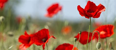 Raffiné et élégant, le bouquet parfumé durance habillera votre intérieur tout en diffusant de subtiles senteurs. Le coquelicot : caractéristiques, histoire, entretien | Le ...
