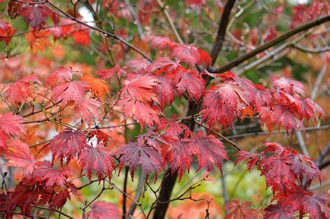 How To Grow Acers Follow Our Tips And Add Year Round Interest To Your