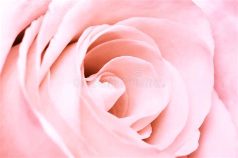 Pink Rose Stock Image Image Of Closeup Beauty Macro 9376215