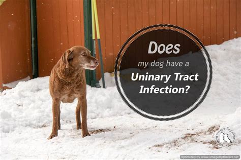 Recognizing Urinary Tract Infections In Dogs 2 Brown Dawgs Blog
