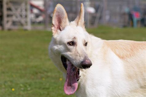 Blonde German Shepherd 7 Interesting Facts Info And Pictures Hepper