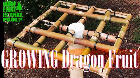 How To Make A Dragon Fruit Support Trellis And What You Need To Build