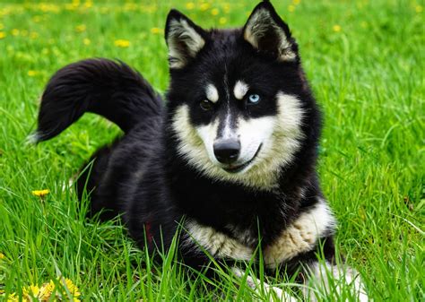 Husky Shiba Inu Mix Intelligent And Active Breed I Petibble