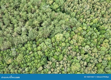 Aerial View Of Forest Royalty Free Stock Photography Image 16651667