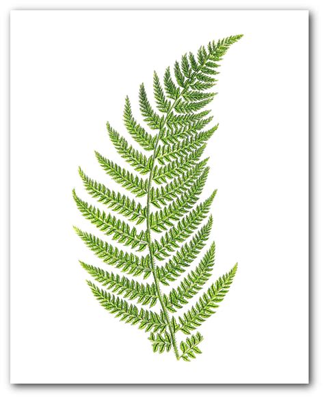 Set Of 6 Botanical Fern Prints Green Fern Art Botanical Etsy