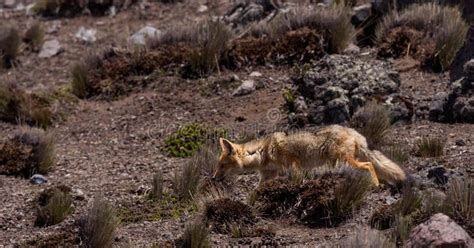 Lobo Andino Culpaeus Del Fox Lycalopex Chimborazo Imagen De Archivo