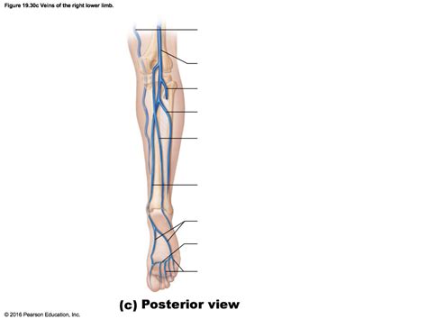 Figure 1930c Veins Of The Right Lower Limb Diagram Quizlet