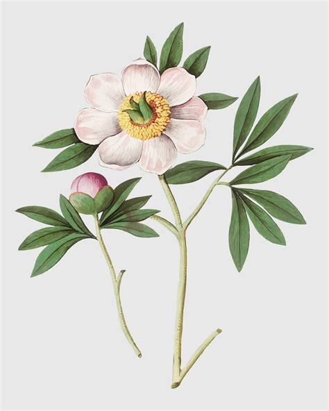 Peony In Vintage Style Download Free Vectors Clipart Graphics