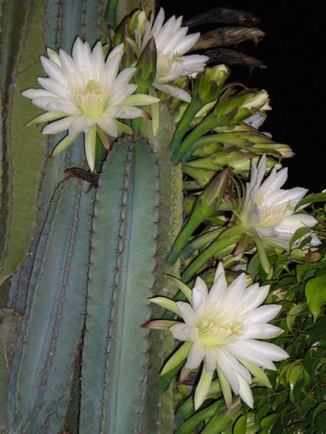 My Cactus That Blooms Only At Night On A Full Moon Cactus Flowers