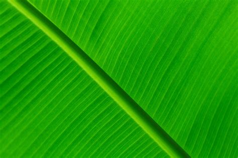 Green Leaf Background Free Stock Photo Public Domain Pictures