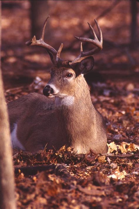 Portrait Of A Whitetail Buck Stock Photo Image Of Great Alert 11255272
