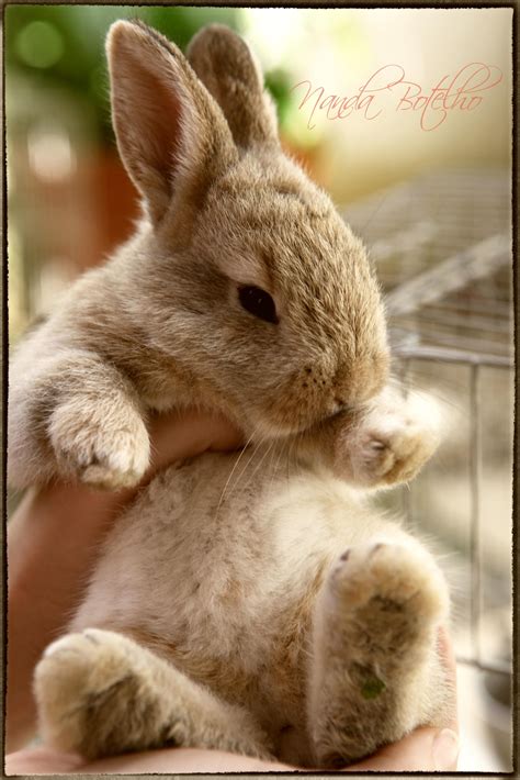 Content Rabbit Cute Animal Pictures Cute Animals Bunny Pictures