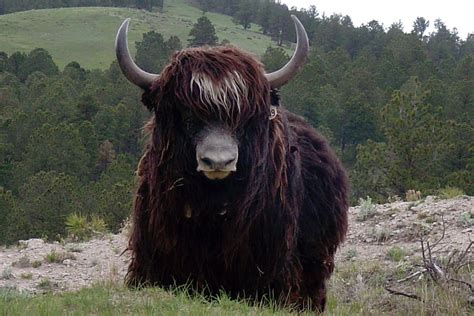 Yaks - Yaks