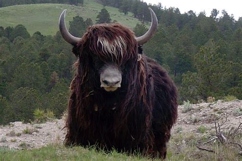 Yaks Yaks