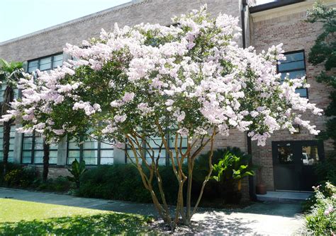 Chuppah, a canopy used in jewish wedding ceremonies. Prune crape myrtle trees properly - LSU AgCenter