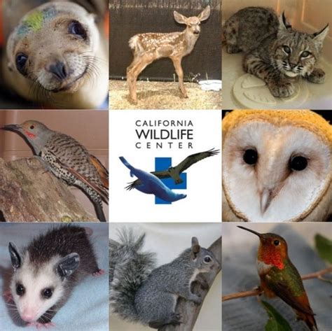 Caswildlife California Wildlife Center Protecting Californias