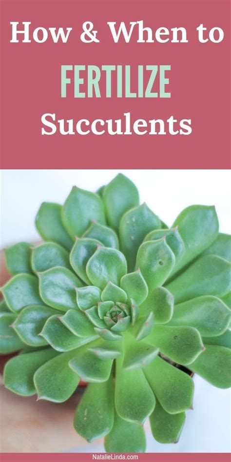 How To Fertilize Succulents Natalie Linda Succulents Home