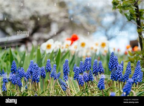 Beautiful Spring Garden With Blue Muscari Daffodil Flowers Red Tulips