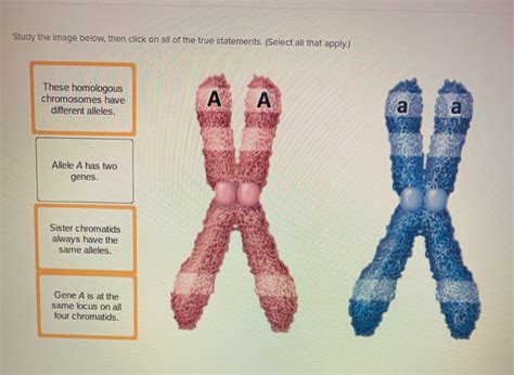 Solved Shown Here Is A Pair Of Homologous Chromosomes In Chegg Hot Sex Picture