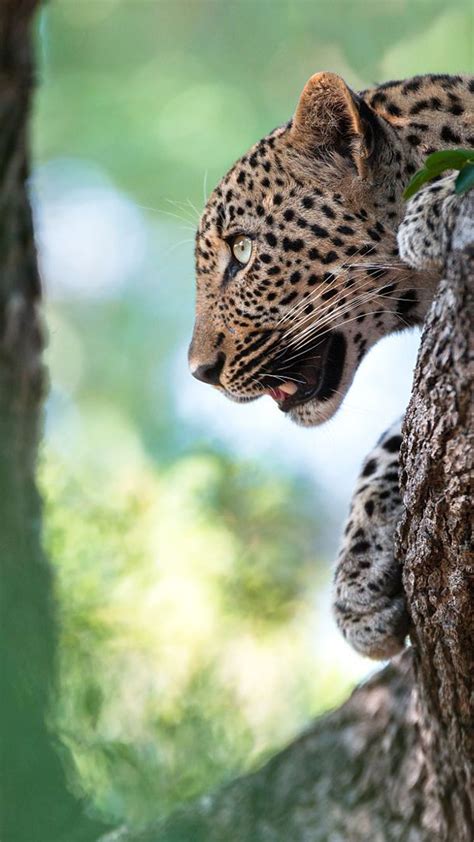 Full Hd Mobile Wallpaper With Leopards Head Hd Wallpapers