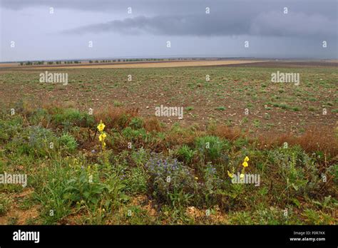 Steppe Fields With Flowers Kerch Peninsula Crimea Ukraine July 2009