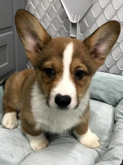 Find corgi in pets | find or rehome a dog, cat, bird, horse and more on kijiji: Welsh Corgi Puppies For Sale | Virginia Beach, VA #215056
