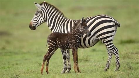Breaking The Worlds Rarest Zebra Tira Spotted In Kenya Pictures