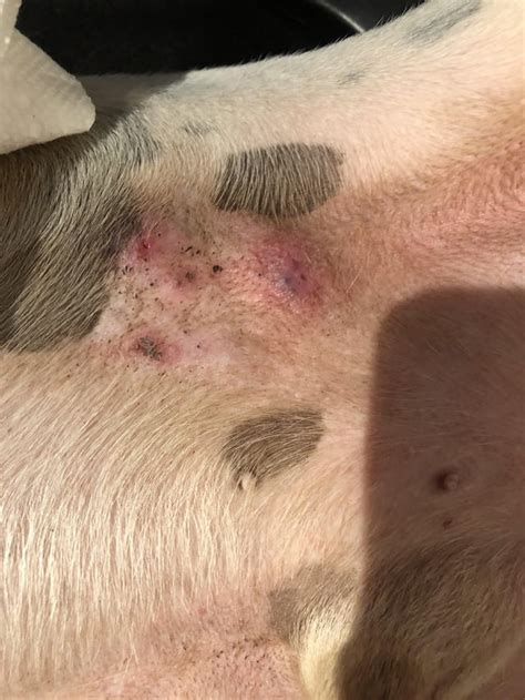 My Dog Gets These Cyst Like Growths On His Undercarriage Not Sure If