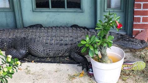 Not A Doormat Giant Alligator Spotted Hanging Out On Front Porch