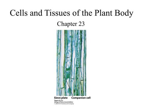 Ppt Cells And Tissues Of The Plant Body Powerpoint Presentation Free