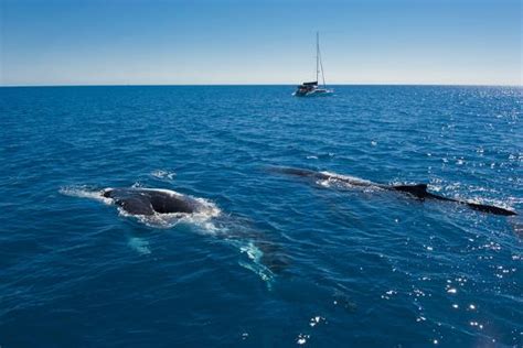Humpback Whale Megaptera Novaeangliae Watching In Harvey Bay
