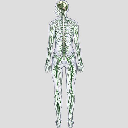 Different systems in human being. Nervous System-Rear View Poster