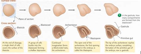 Pada saat sel telur terlepas dari ovarium, maka oosit akan segera melengkapi sebagai meiosis 1 dan akan memulai. Pertumbuhan dan Perkembangan pada Hewan dan Manusia (Tahap ...